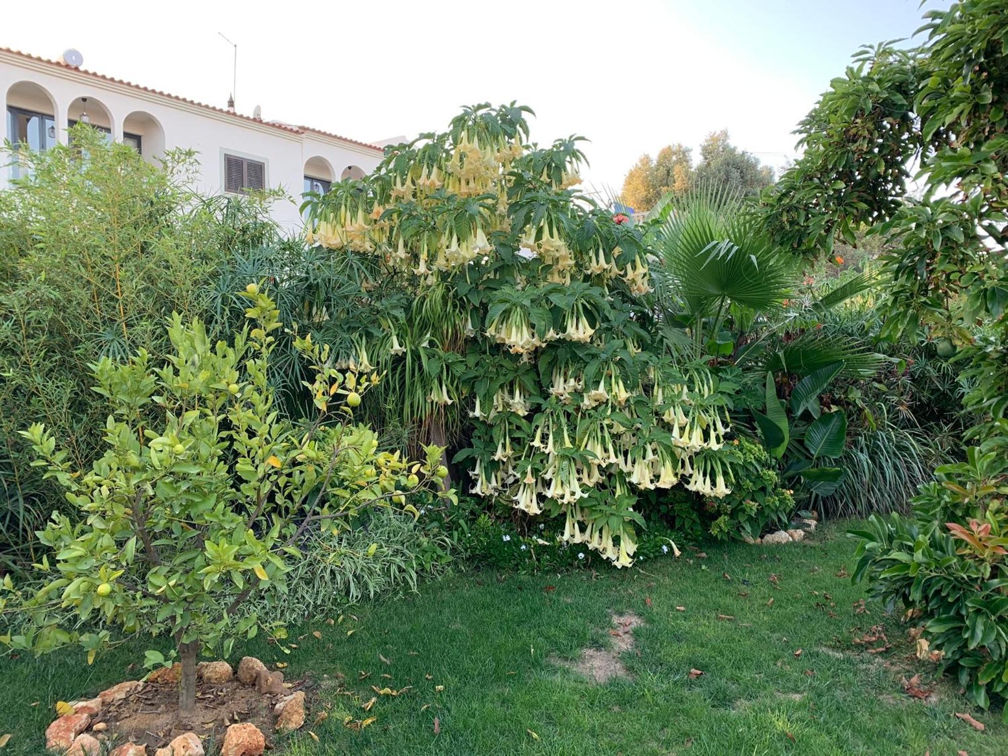 A Tranquil Garden Apartment, Carvoeiro - Benagil Екстер'єр фото